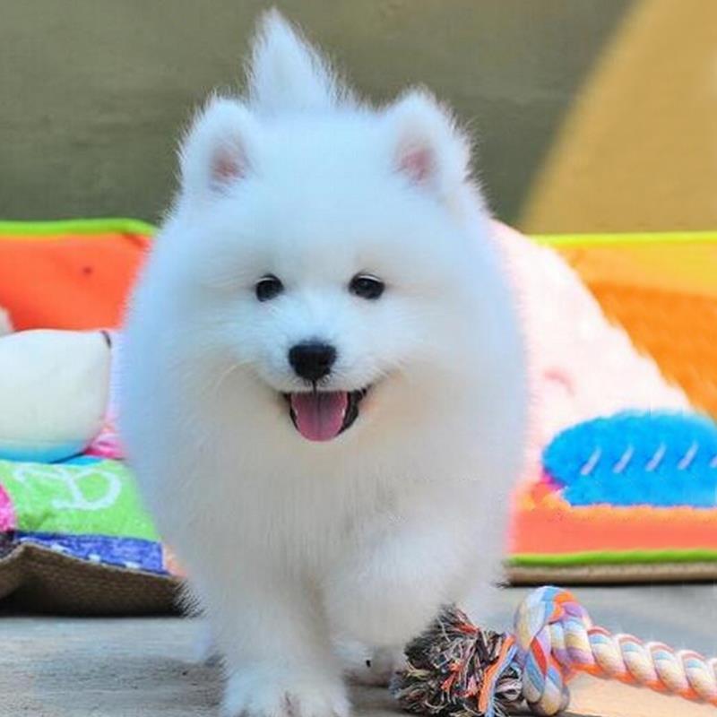 纯种熊版萨摩耶幼犬中型犬白色微笑天使萨摩耶犬大白熊宠物狗活物