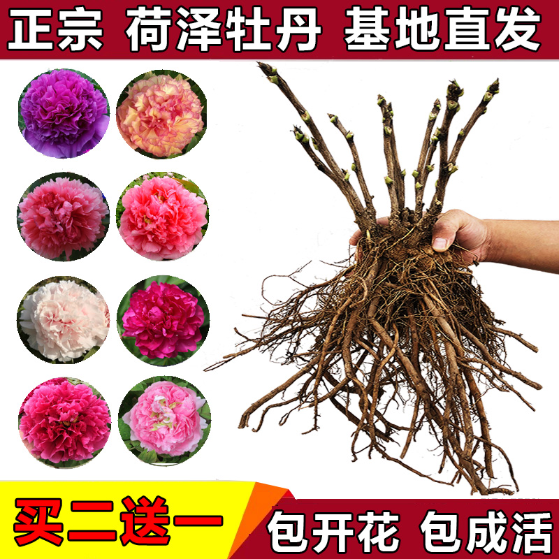 菏泽小张牡丹花苗一年苗多个品种 紫二乔 黄冠肉芙蓉花王卷叶红