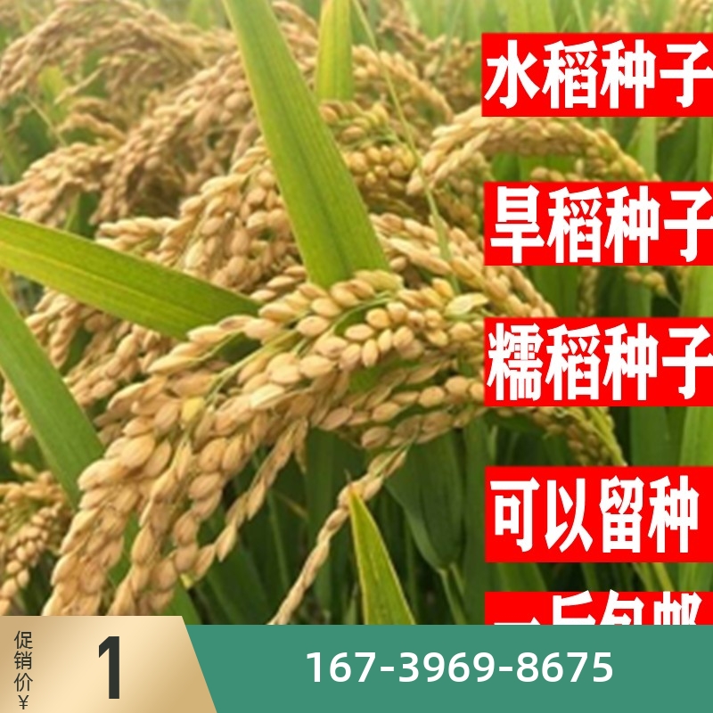 旱稻种子糯稻水稻种子南粳9108郑旱10号珍珠香米常规可以留谷种籽