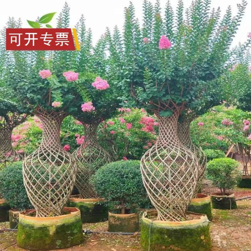 紫薇花瓶造型树盆景老桩百日红满堂红南北方易成活别墅庭院花园
