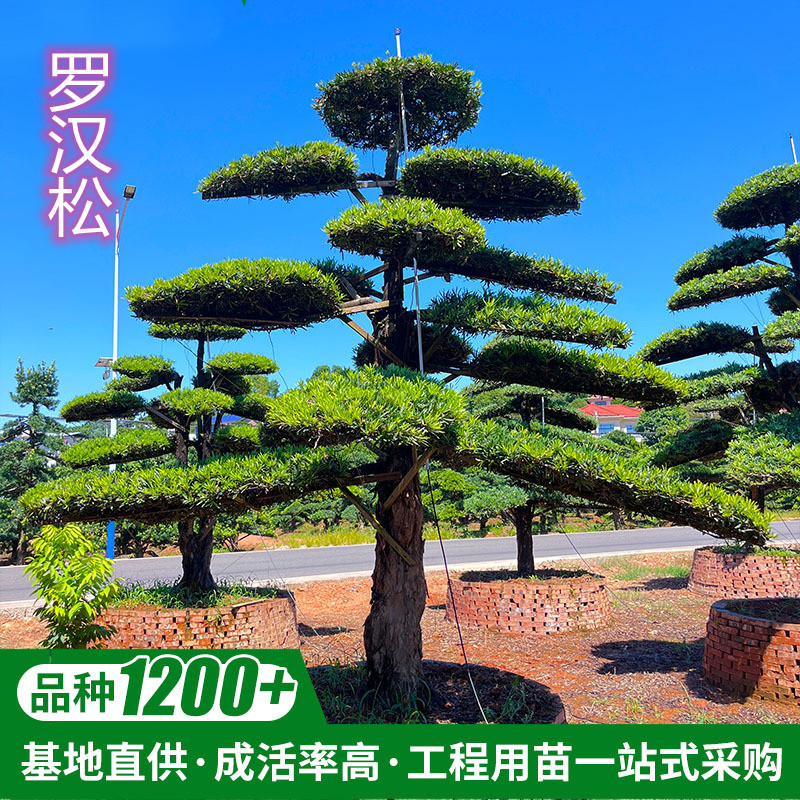 罗汉松大树庭院造型树盆景树迎客松别墅大型日本老桩罗汉松黑松