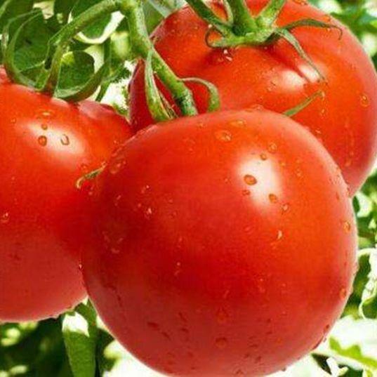 大粉番茄种子 四季盆栽 蔬菜西 毛粉柿子红柿种子农家老品种
