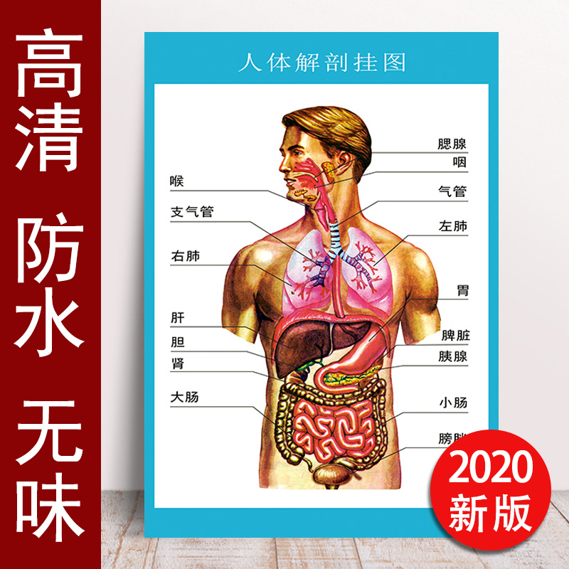 人体解剖图结构示意图人体内脏器官骨骼肌肉构造挂图全身解刨海报