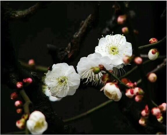 奇特的梅花品种 原生龙游梅 枝如游龙 造型奇特 花卉盆景室内盆栽