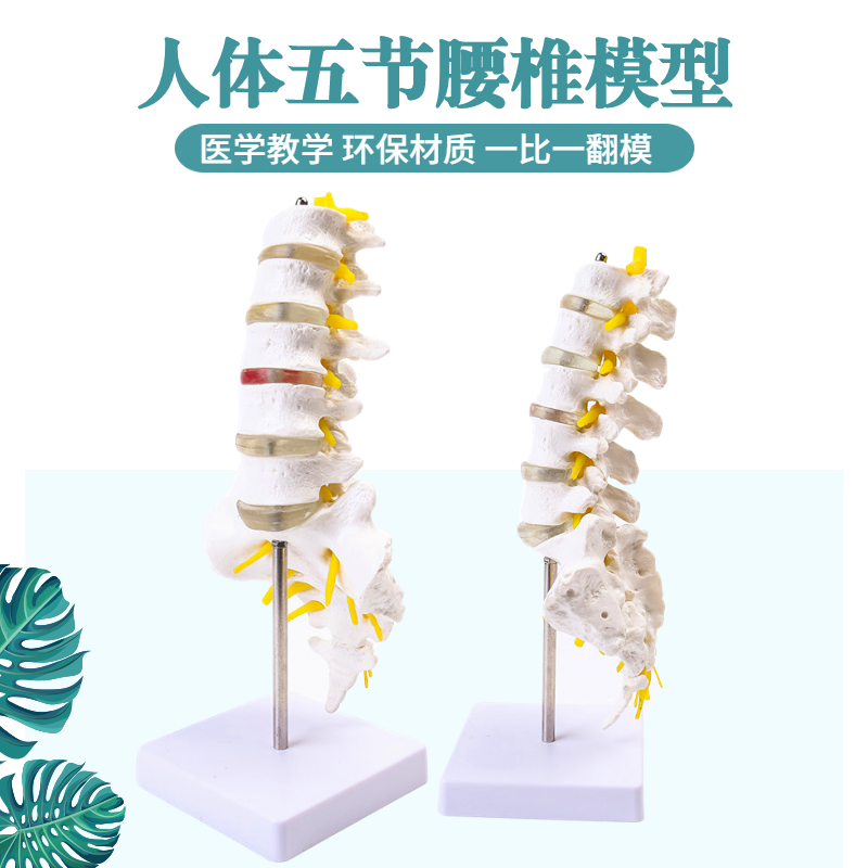 自然大人体五节腰椎模型 带骶骨尾骨腰椎椎间盘模型胸椎骨骼模型