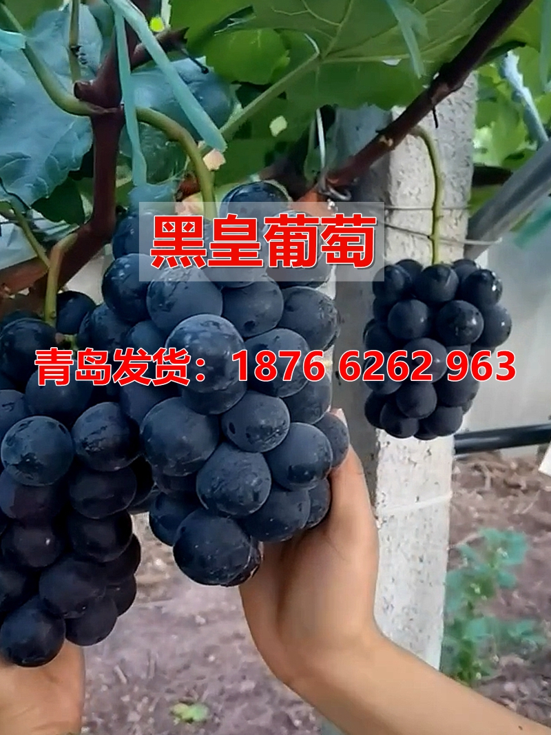 新品种嫁接黑皇葡萄树苖贝达砧木BK葡萄苗可代替巨峰的新生代葡萄