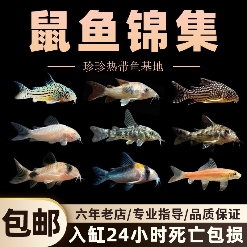 金苔鼠清道夫鱼老鼠鱼热带观赏鱼缸活体除藻小型鱼清洁鱼工具鱼