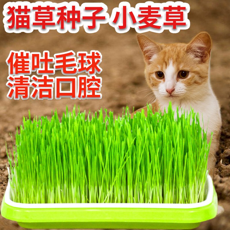 猫草种子小麦草种子水培小麦草小麦种大麦小麦草盆栽四季种植种籽