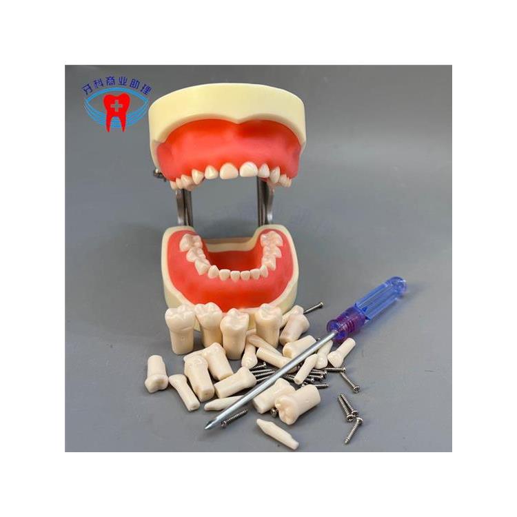 牙科口腔模型 儿童全口24颗乳牙备牙模型 软牙龈乳牙可拆卸7014-9
