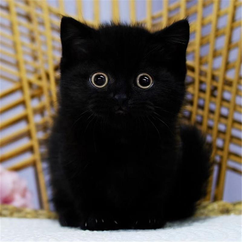纯种黑英短矮脚纯白曼基康蓝乳白幼猫活物拿破仑孟买小黑猫宠物猫