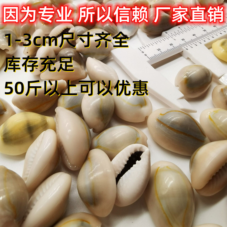 【海底洋】正品天然贝壳海螺白色金边钱古钱币药用风水手工饰品