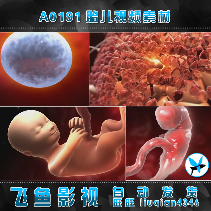 A0191胎儿 精子受精 怀孕过程 受孕 卵细胞 胚胎发育 视频素材