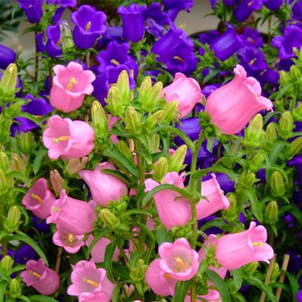 风铃草种子室外庭院鲜花风铃花种子四季易活植物开花不断花种籽子
