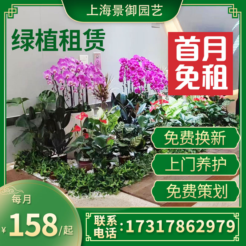 上海绿植租赁办公楼办公室花卉盆栽园艺绿化出租上门养护租摆服务