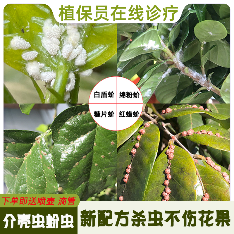 花卉植物蚧壳虫专用药介壳虫专用杀虫剂幸福树杀虫药像棉花虫除虫