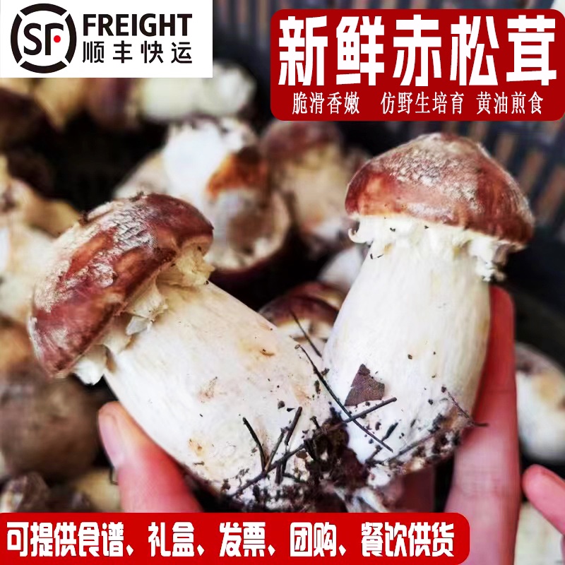 松茸菇新鲜赤松茸姬松茸野生菌大球盖菇红松茸菇人工种植特级生鲜