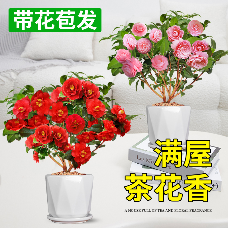 四季茶花盆栽带花苞室内适合冬天种不怕冻的花卉植物红山茶花树苗