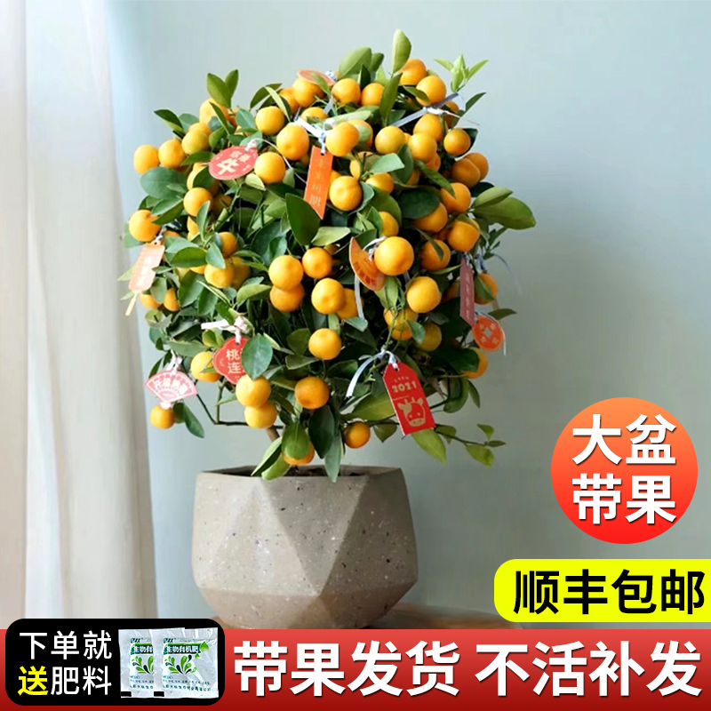 金桔树盆栽可食用带果脆皮四季橘子树苗客厅室内外过年盆景绿植物