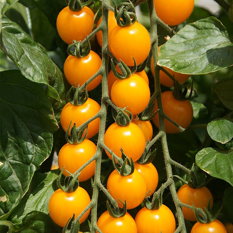 黄色小番茄种子小皇后串收西红柿樱桃圣女果种籽春夏四季水果种孑