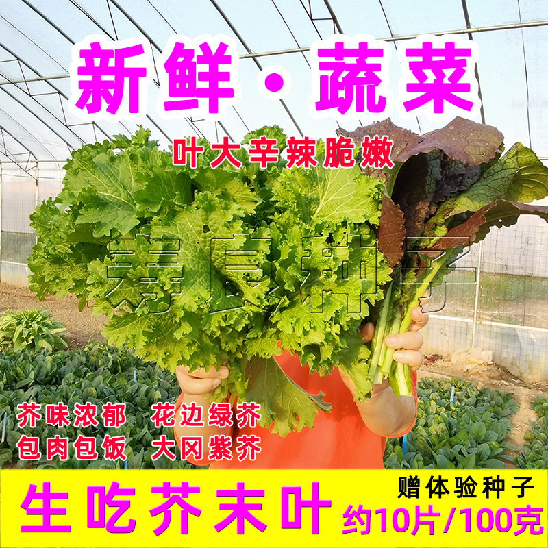 新鲜芥末叶生菜叶白菜叶韩式吃烤肉包饭大圆绿紫色寿光蔬菜250克