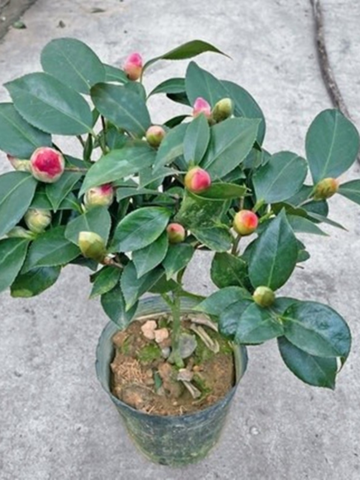 香妃山茶花盆栽带花苞五色赤丹花卉植物室内好养茶花树苗四季开花