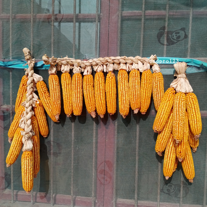 成串老干玉米棒 挂串摆件 老玉米穗苞米真玉米农家乐家居玉米装饰