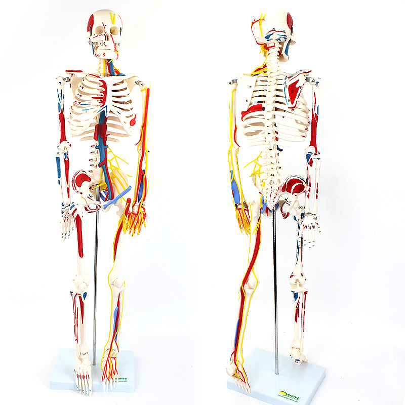 ENOVO颐诺85CM医学用人体骨骼模型肌肉起止点神经血管骨架人体模型骷髅教学脊椎全身仿真小白骨架标本上海