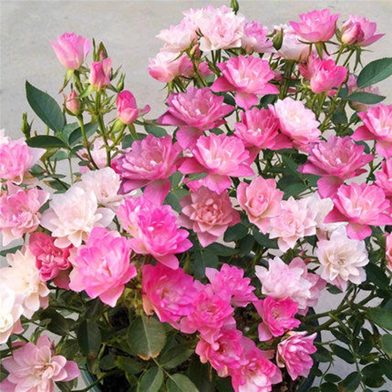 天荷繁星月季花苗微型天河灌木多头玫瑰蔷薇欧月庭院阳台盆栽地栽
