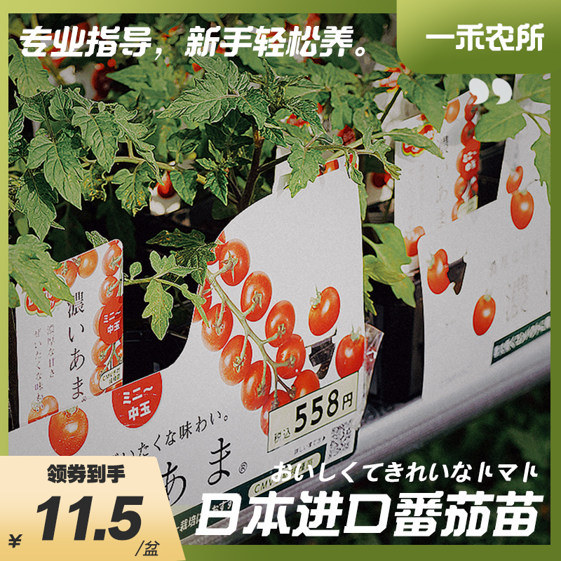 番茄苗日本几口浆果开胃酒西红柿拯救者一禾农所
