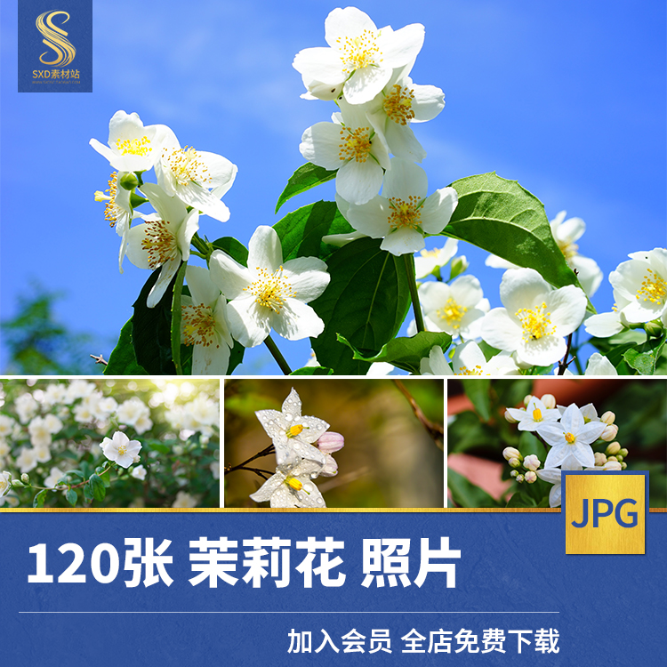 高清JPG素材茉莉花图片背景花卉植物摄影特写花丛花瓣花蕊唯美照