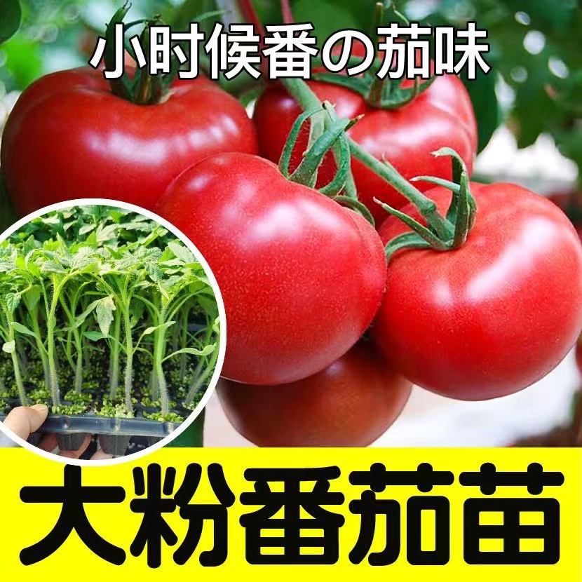 长西红柿