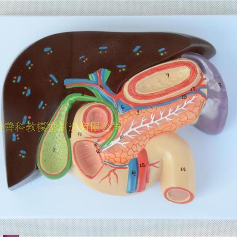 !肝、胆、胰、十二指肠、胃切面模型肝脏模型消化胰腺模