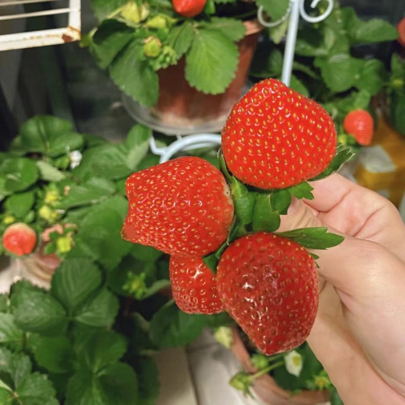 带花带果草莓苗奶油盆栽食用带土带盆牛奶果树草莓秧苗种籽子四季