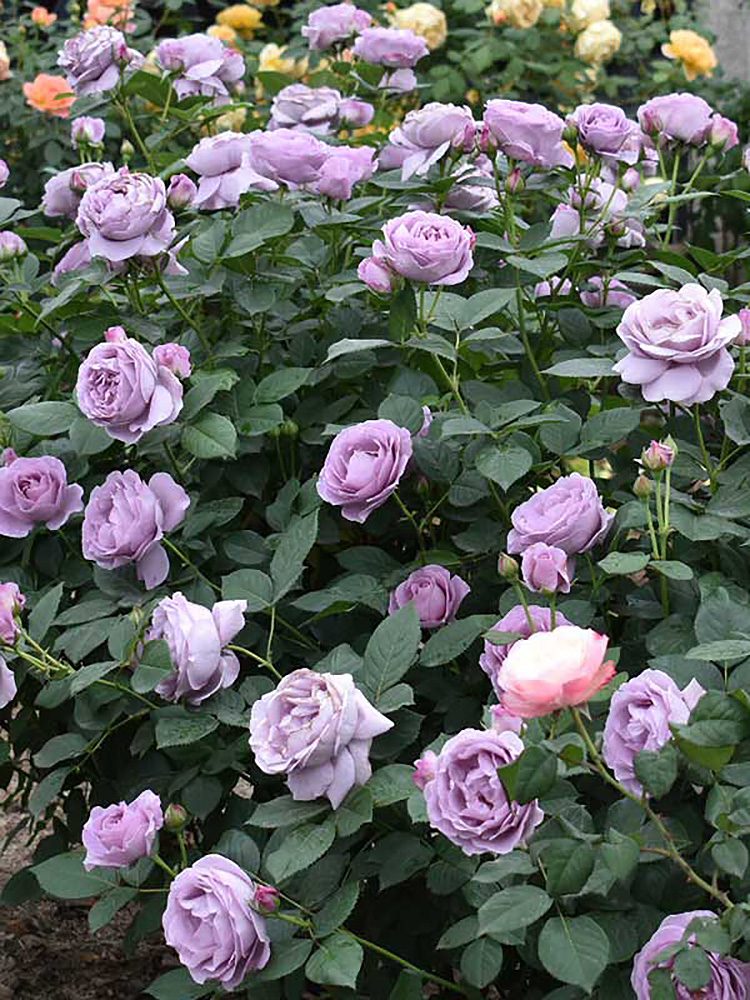 新品惠惠的花园灌木丰花月季花苗蓝色风暴阳台庭院玫瑰植物盆栽四