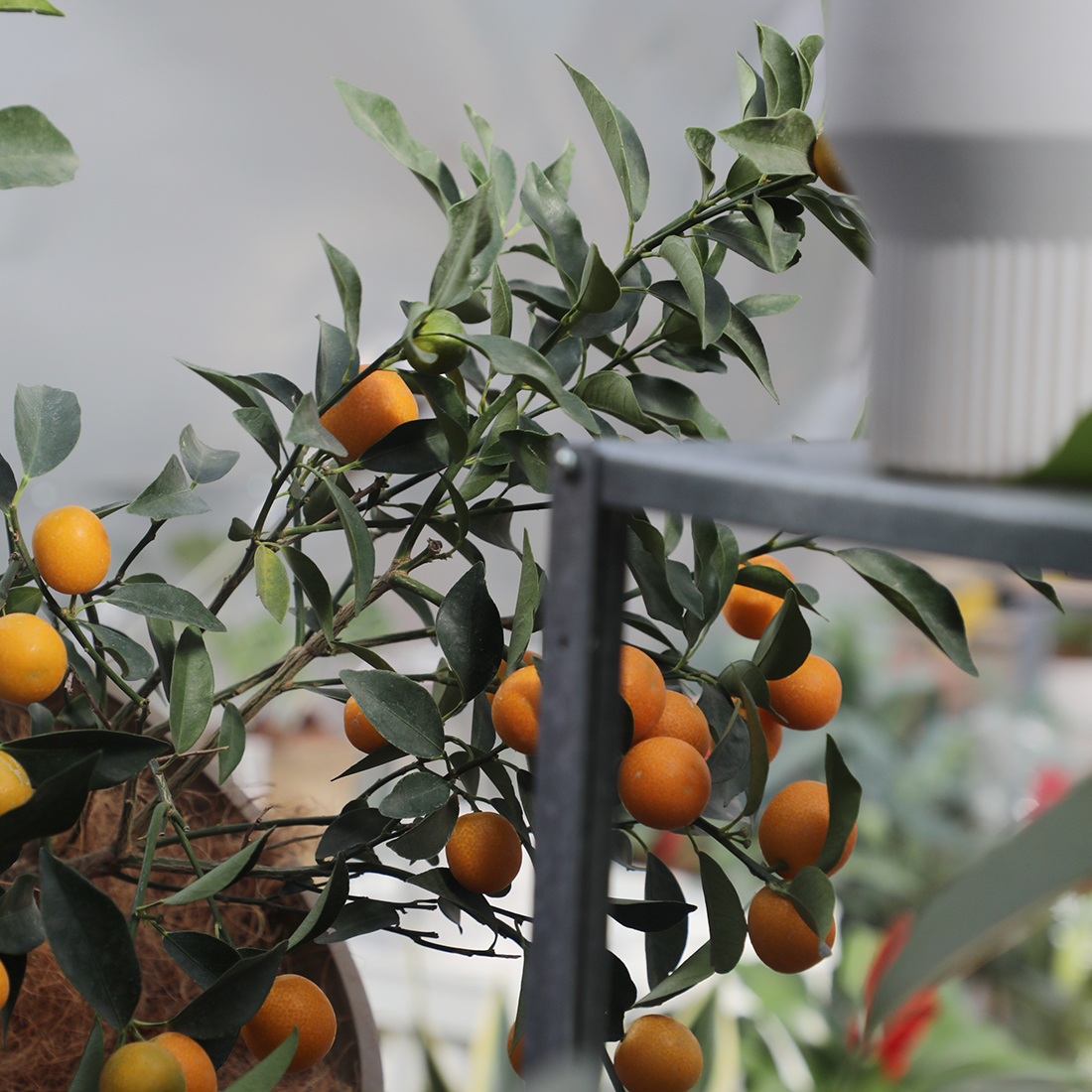 脆皮四季金桔可食用橘子开花植物阳台绿植常绿盆栽