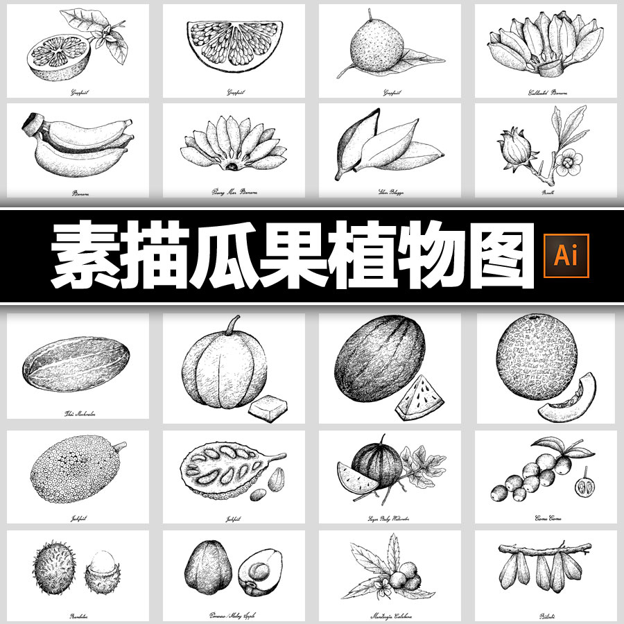 黑白素描植物插画水果西瓜香蕉火龙果葡萄石榴装饰ai平面设计素材