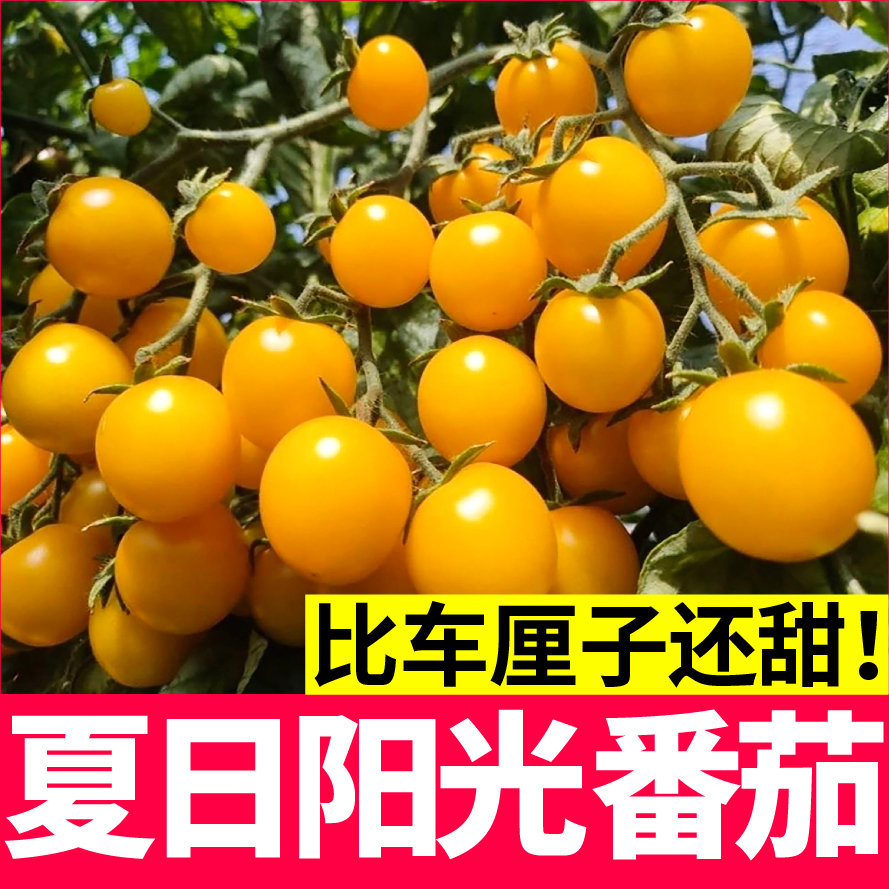 夏日阳光番茄苗子种子柿子秧苗红圣女果樱桃番茄水果西红柿四季