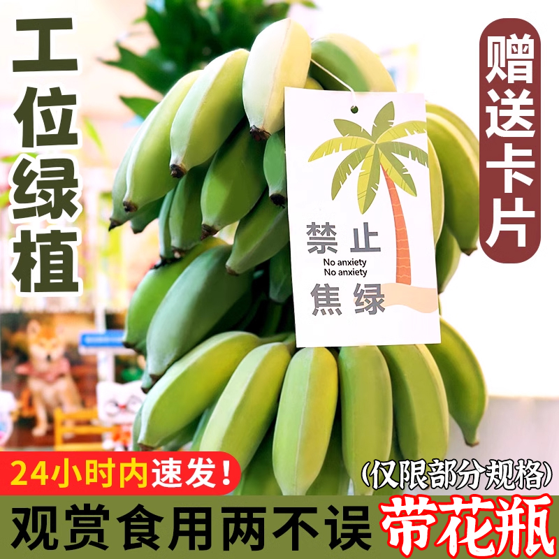 【禁止蕉绿】整串水培香蕉8斤办公室桌面水养香蕉小香蕉芭蕉新鲜