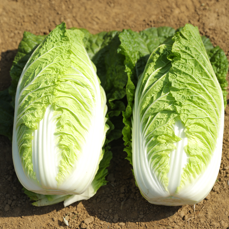 山东大白菜种子种籽孑黄心蔬菜夏季菜籽紫耐热籽种四季耐高温菜种