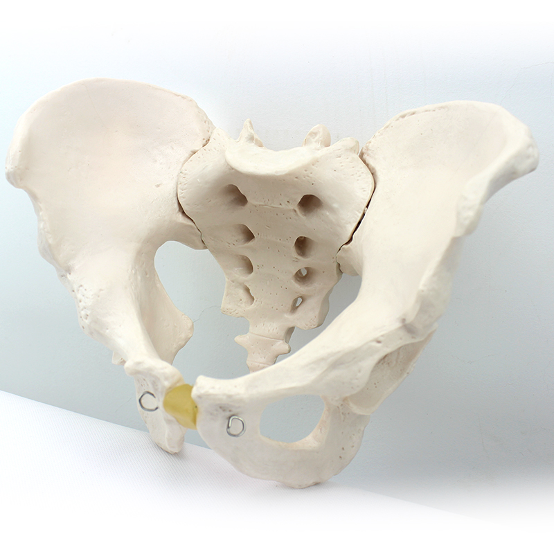 ENOVO颐诺成人男性骨盆模型标本髂骨坐骨尾骨模型男骨盆髋骨解剖