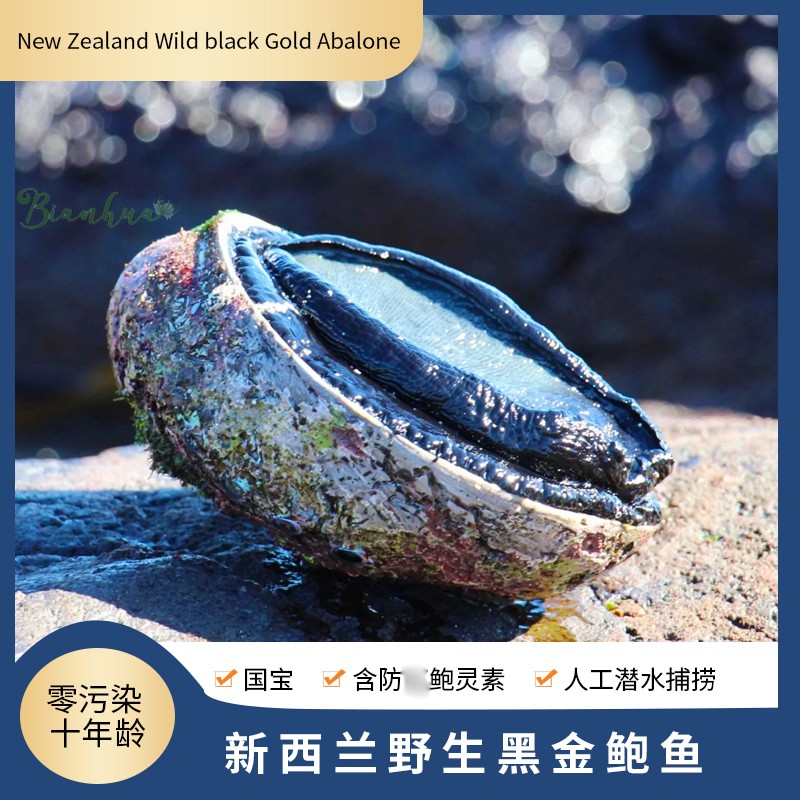 新西兰深海冷水域黑金鲍鱼约500g-600g/个国内仓顺丰冷链包邮