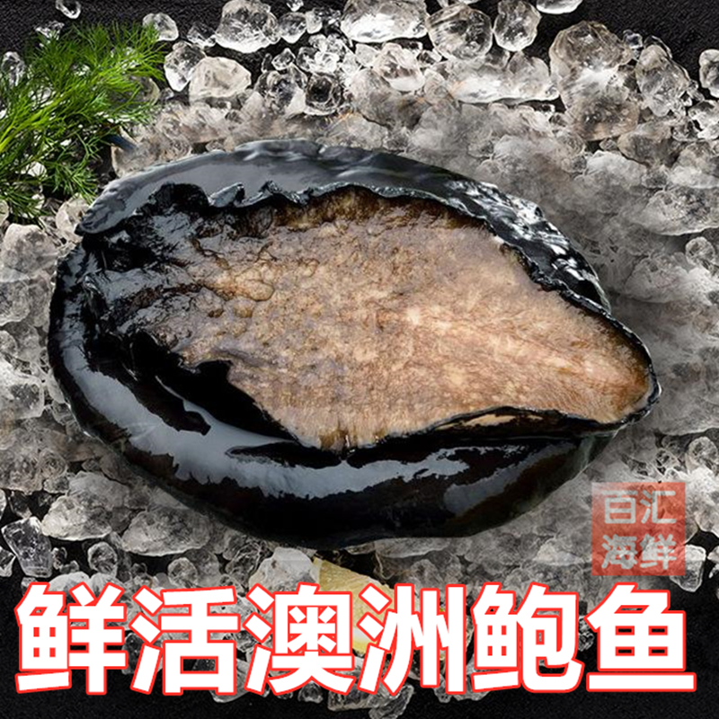 【鲜活澳洲鲍鱼】(1.3~1.4斤/只)超大澳鲍刺身活鲍鱼海鲜水产烧烤