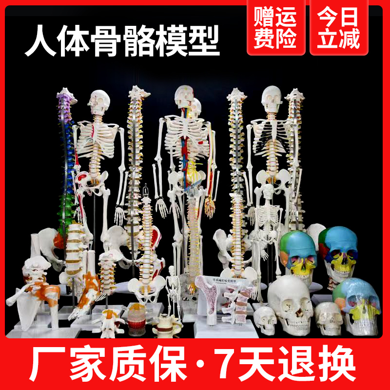 人体骨骼模型肌肉骨架脊柱成人小白骷髅教学小脊椎全身医学3d解剖