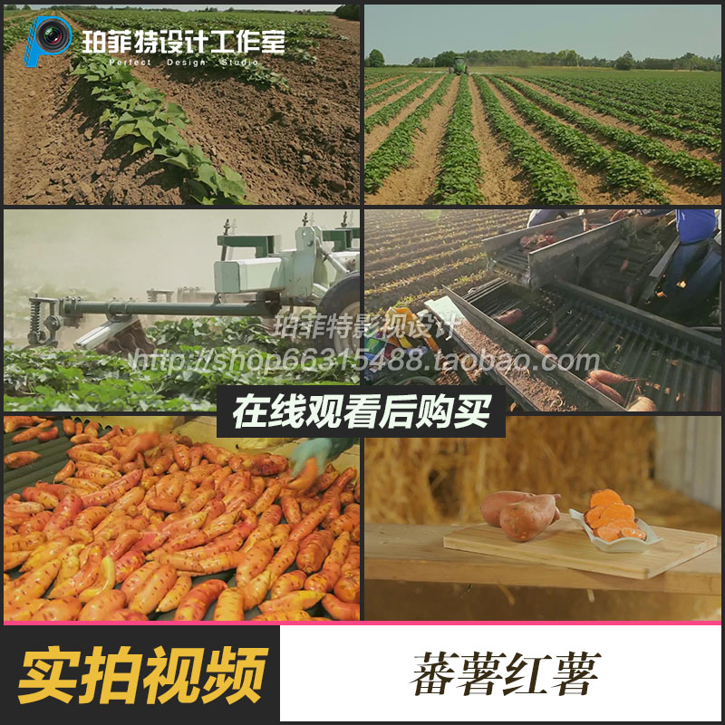 蕃薯红薯甘薯高清视频农场机械化种植加工高清实拍视频素材