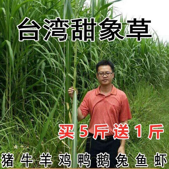 台湾甜象草子种多年生像草种孑四季牧草田象草种子新型皇竹草籽黄