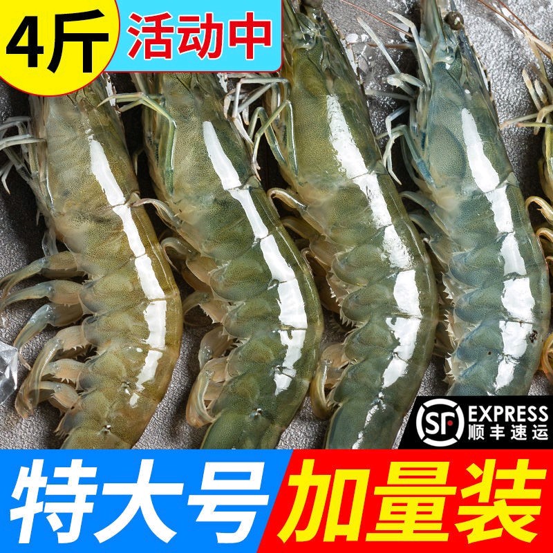 特惠海捕大虾5鲜虾鲜活水产冰冻海鲜青虾对虾白虾基围虾青岛海虾