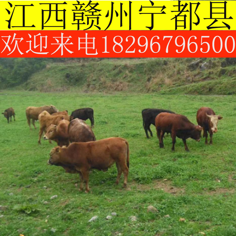 土黄牛江西活牛商品牛公牛母牛牛犊赣州小牛大纯散养天然放养草牛