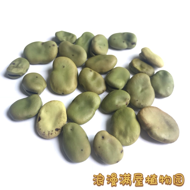 农家传统蚕豆种子非转基因老品种 秋季蔬果罗汉豆胡豆籽可留种