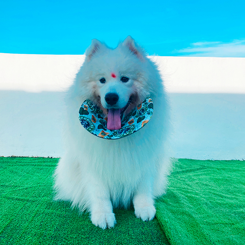 狗狗口水巾中大型犬萨摩耶阿拉斯加防口水围脖拉布拉多可立式围兜