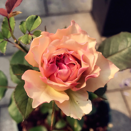 月季 光之翼 第九天使大花浓香 庭院植物花卉玫瑰